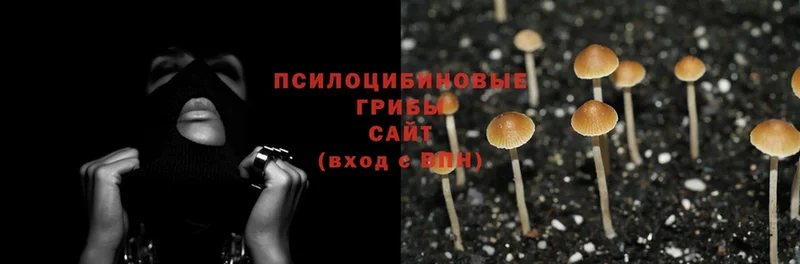 Галлюциногенные грибы MAGIC MUSHROOMS  где купить наркоту  Инсар 